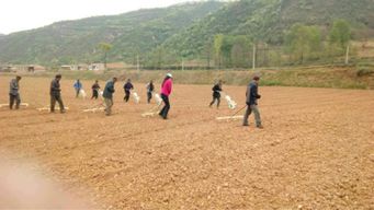 陕西省宝鸡市麟游崔木逅浓万亩火焰蔘种植基地