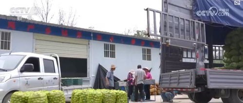 多种农产品喜获丰收 绘就富民 丰景