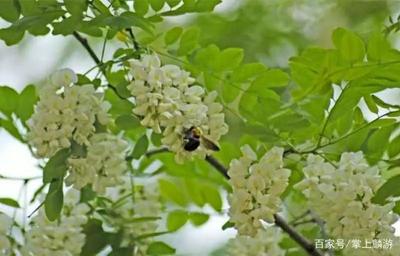 5月这两天,当麟游的自行车公开赛遇上甜甜的槐花节