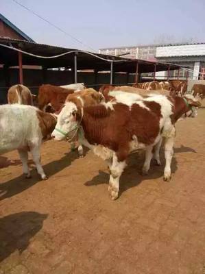 仙桃养牛场电话→_泗洪养牛场电话_麟游养牛场联系电话_仙桃送花电话 -农产品价格