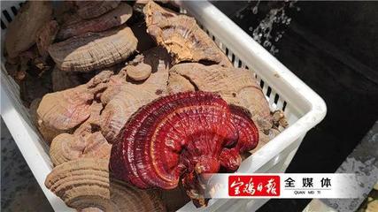 麟游县:集体经济添新品 灵芝试种获成功