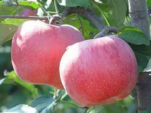 还有五天就要过年了,宝鸡特产一网打尽