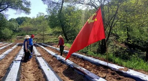 宝鸡麟游县丈八镇 四级联动 让党旗高高飘扬在田间一线