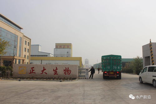 饲料营养如何堪比活饵 工厂化排水如何环保 高投入下是否意味着高收益