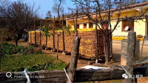 麟游农村的秋天是最美的画卷