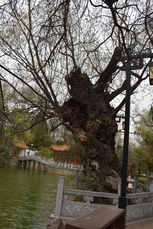 西安自驾宝鸡凤翔 麟游踏青一日行之二东湖